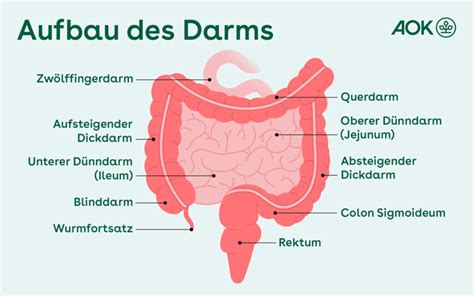 Beschwerden an Anus und Enddarm